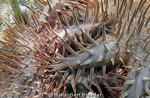 Thorn of Crowns
E.T.,our enemy
 Bunaken, Sulawesi, Indo... by Hans-Gert Broeder 